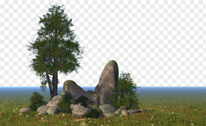 Meadow Landscape Nature Tree Rock Natural Biome PNG