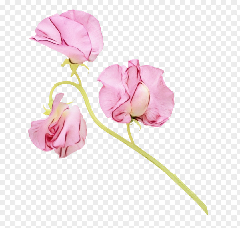Sweet Peas Pedicel Flower Pink Petal Cut Flowers Flowering Plant PNG