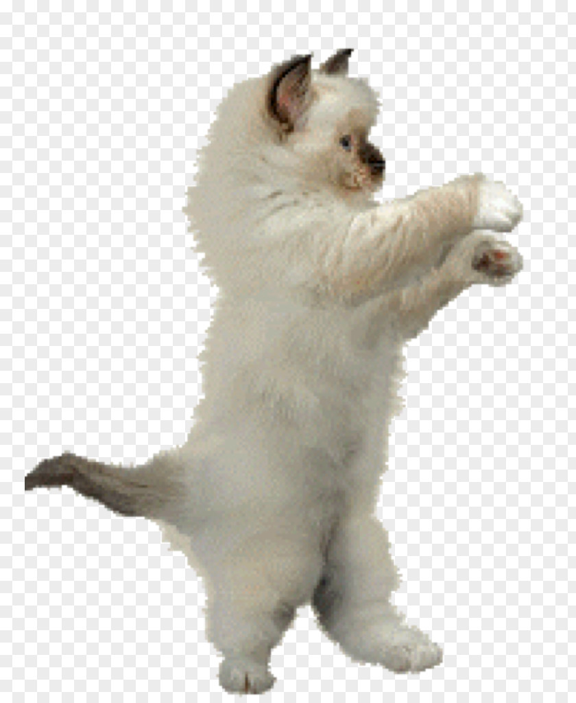 Animation Dance Cat Clip Art PNG
