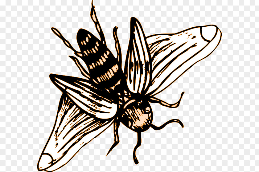 Bee Drawing Illustration European Dark Clip Art Apidae PNG