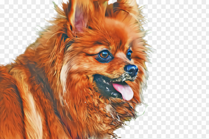 Dog Pomeranian German Spitz Mittel PNG