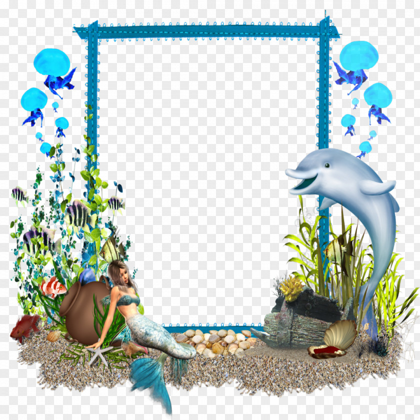 Dolphine Picture Frames Photography PNG