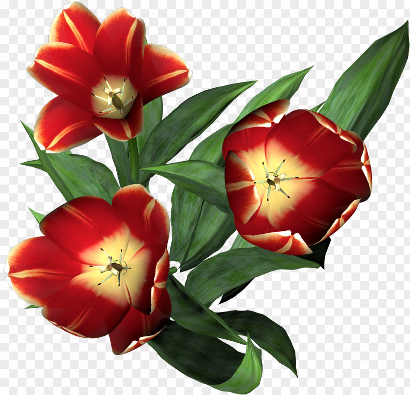 Gazania Tulip Flower Clip Art PNG