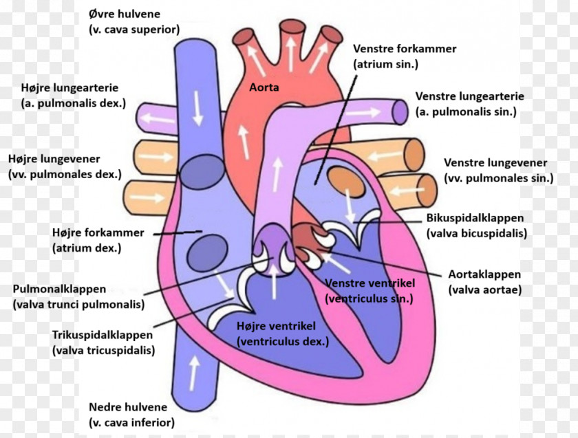 Heart Diagram Anatomy Ventricle Circulatory System PNG