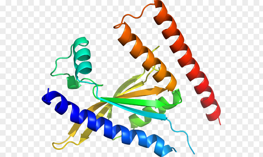 Line Protein Structure Organism Clip Art PNG