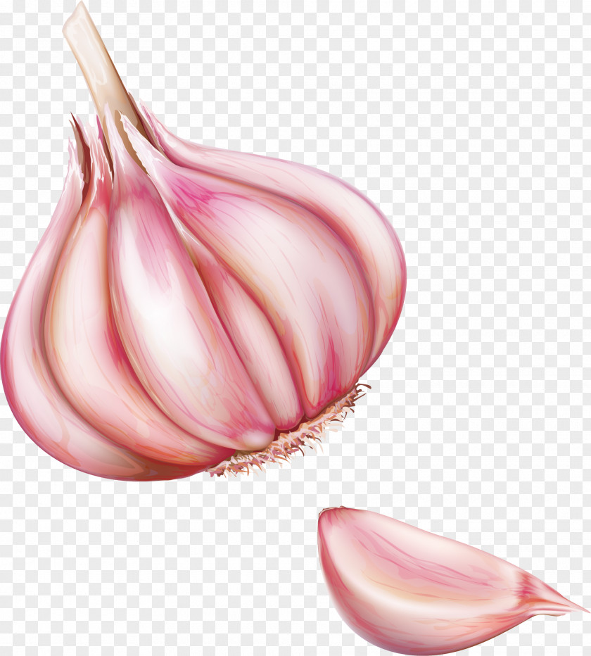 Pink Onion Red Vegetable PNG