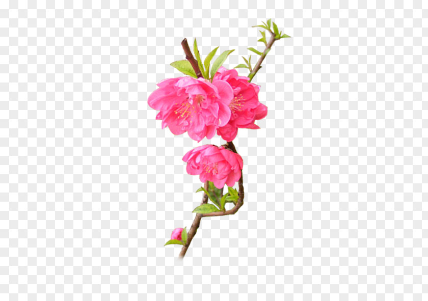Plum Flower Floral Design Download PNG
