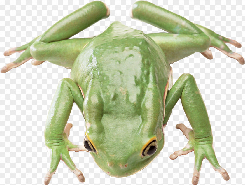 Green Frog Salamander Animal Reptile Poikilotherm PNG