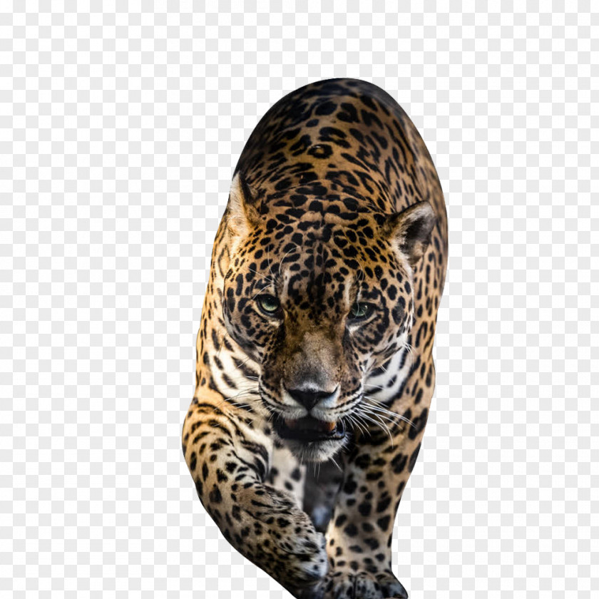 Leopard Jaguar Jigsaw Puzzle Tiger PNG