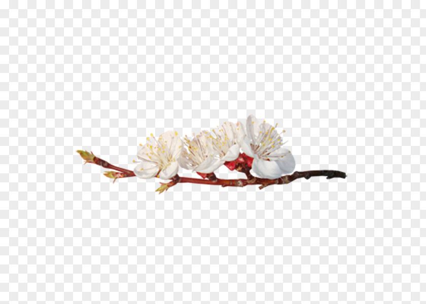 Plum Flower Bir U0130nsan Xd6mrxfcnxfc PNG