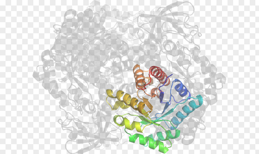 Pyruvate Kinase Organism Clip Art PNG