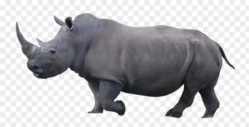 Voices Of Animals Rhinoceros Cattle Wildlife Mammal Terrestrial Animal PNG