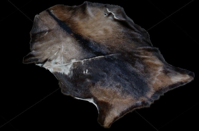 Boar Organism Snout PNG