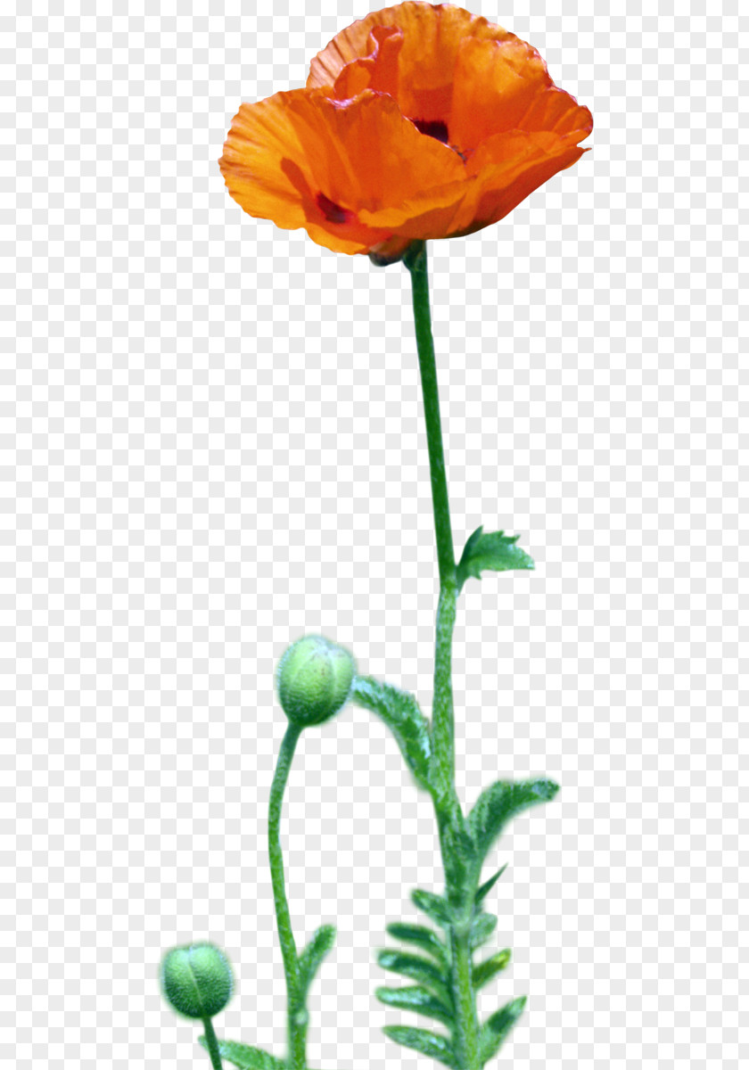 Flower Desktop Wallpaper Metaphor Poppy Red PNG