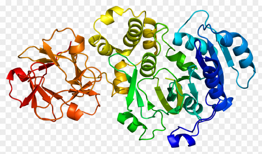 GALNT1 Protein Gene Human Free Content PNG