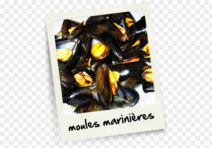 Moules Mussel Marriage .net PNG