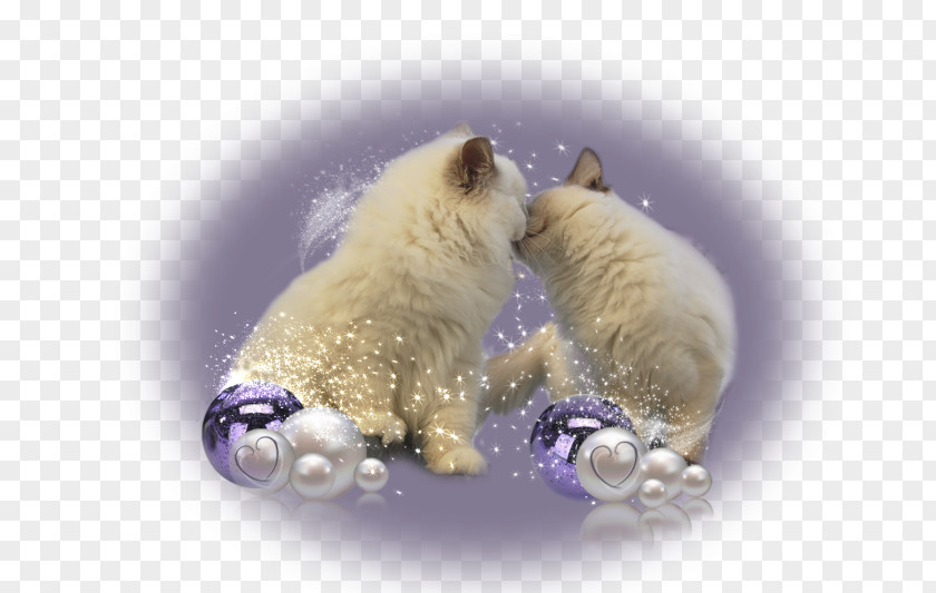 Ragdoll Polar Bear Dog Carnivora Animal PNG