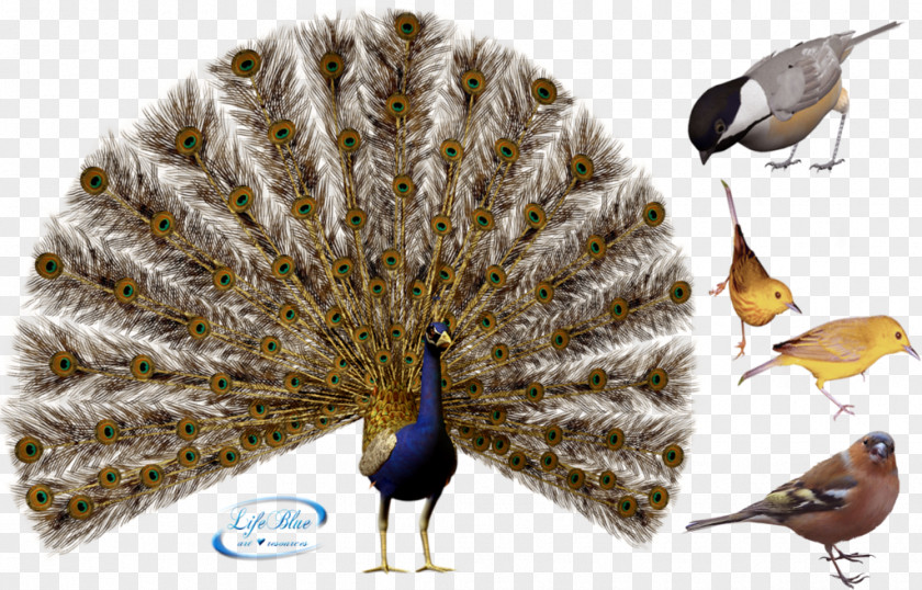 Bird Peafowl Illustration PNG