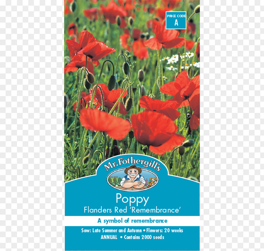 Flower Poppy Seed Remembrance PNG
