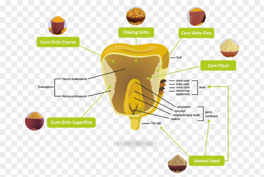 Golden Rice Grits Corn Flakes Popcorn Kernel Maize PNG