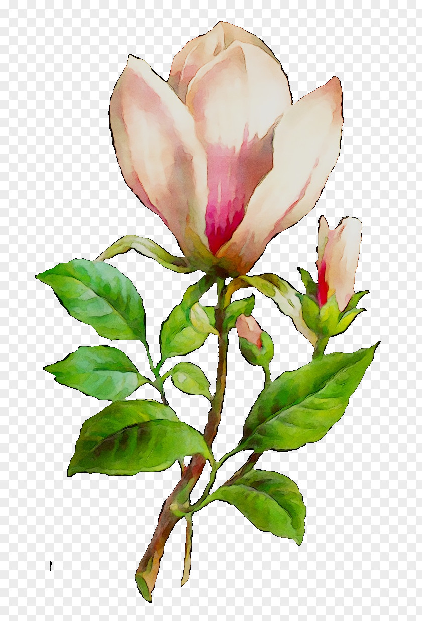 Magnolia Market Cut Flowers Cabbage Rose Plant Stem Peony PNG