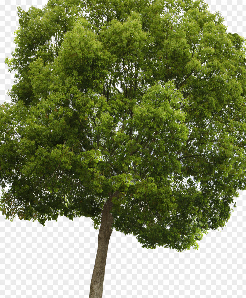 Trees Populus Nigra Acer Campestre Tree Clip Art PNG