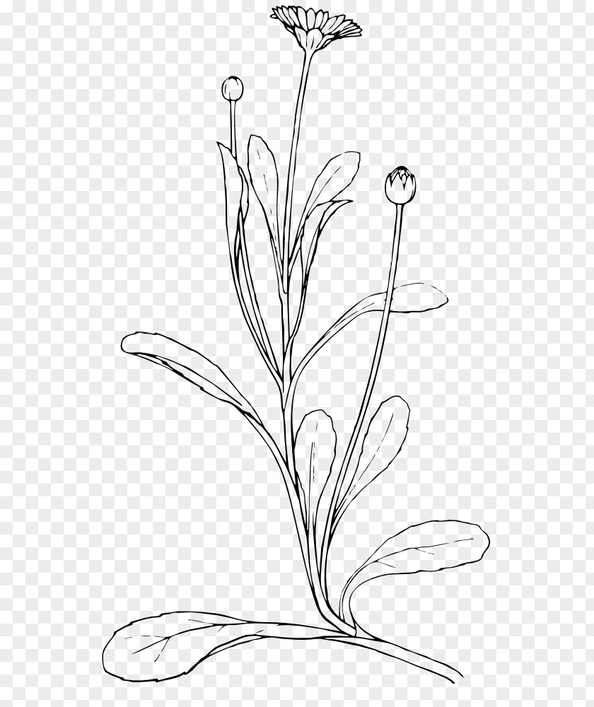 Plant Drawing Watercolor Painting Clip Art PNG