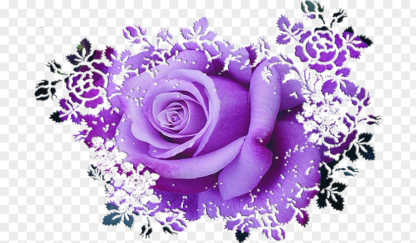 Rose Garden Roses Purple Clip Art PNG