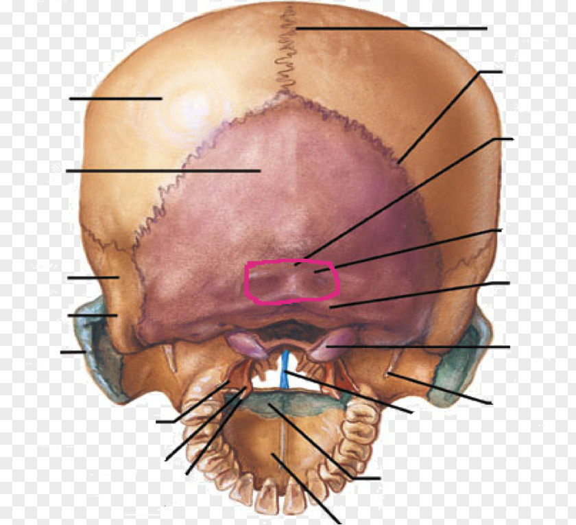 Skull Occipital Bone Condyles Temporal Anatomy PNG