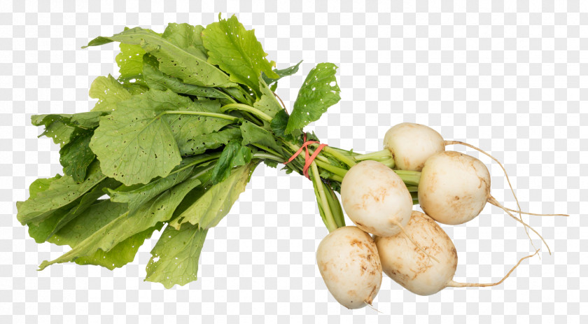 Turnips Turnip Daikon Vegetable Cabbage PNG