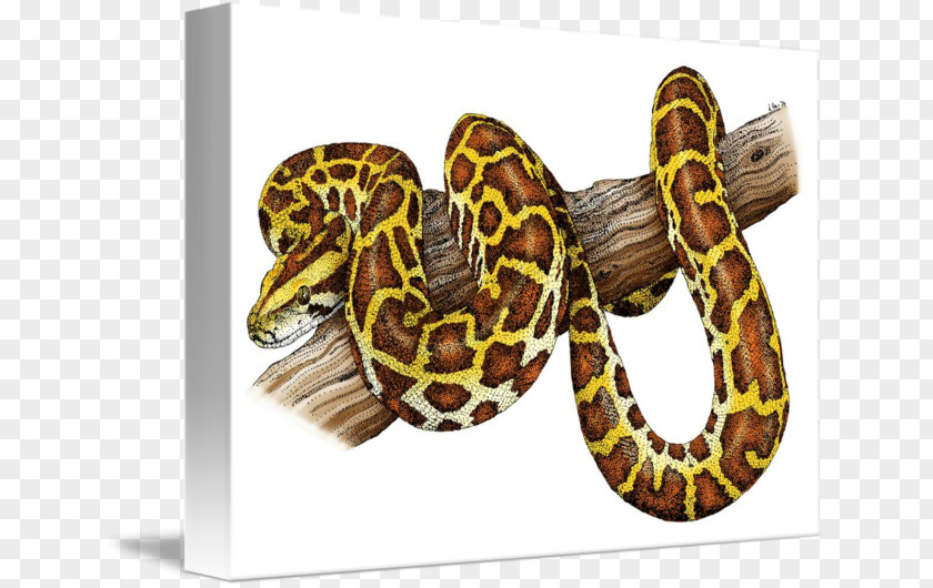 Ball Python Boa Constrictor Snake Burmese Everglades National Park PNG