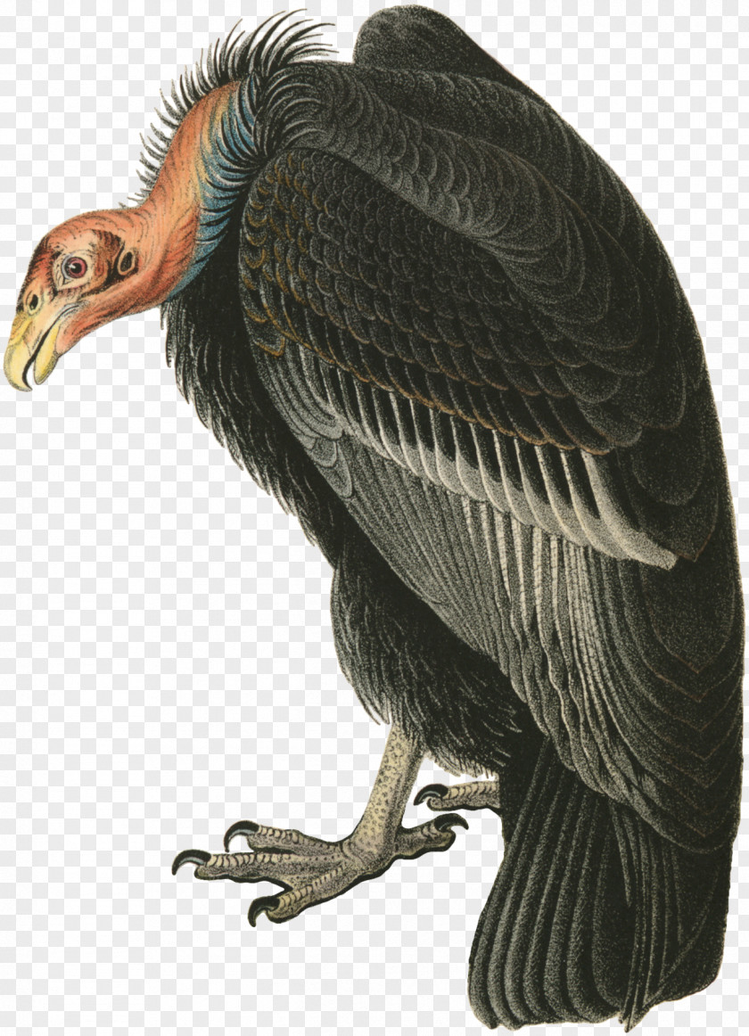Bird Turkey Vulture The Birds Of America Beaky Buzzard PNG