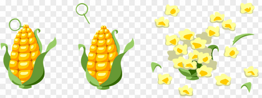 Ear Of Corn Popcorn On The Cob Maize Vegetarian Cuisine Sweet PNG