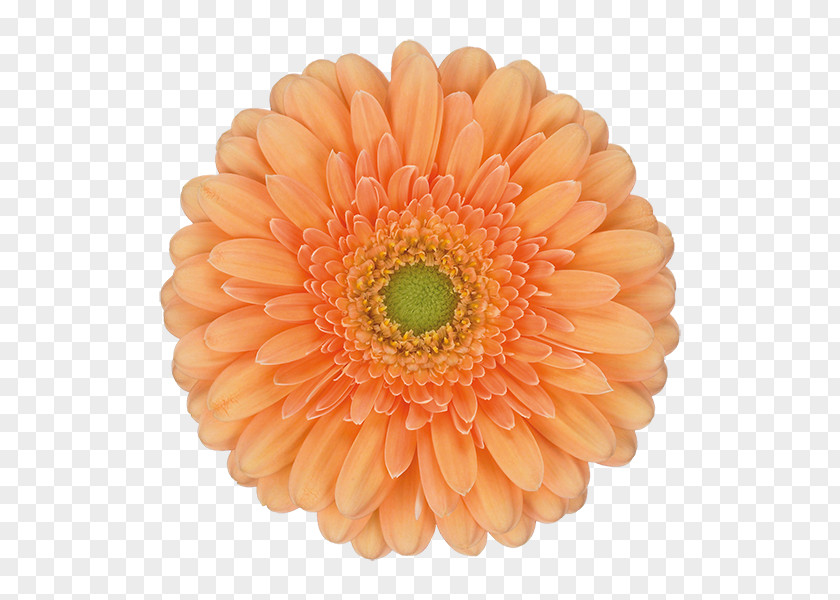 Flower Transvaal Daisy Cut Flowers Family Orange PNG