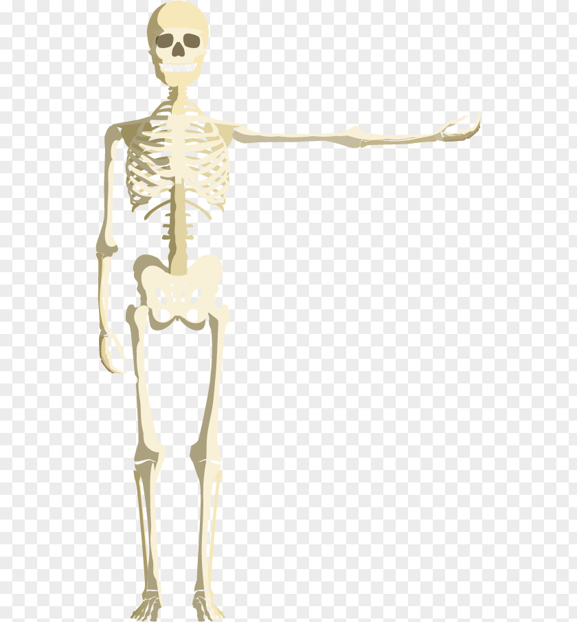 Vector Skull Calavera Skeleton Clip Art PNG