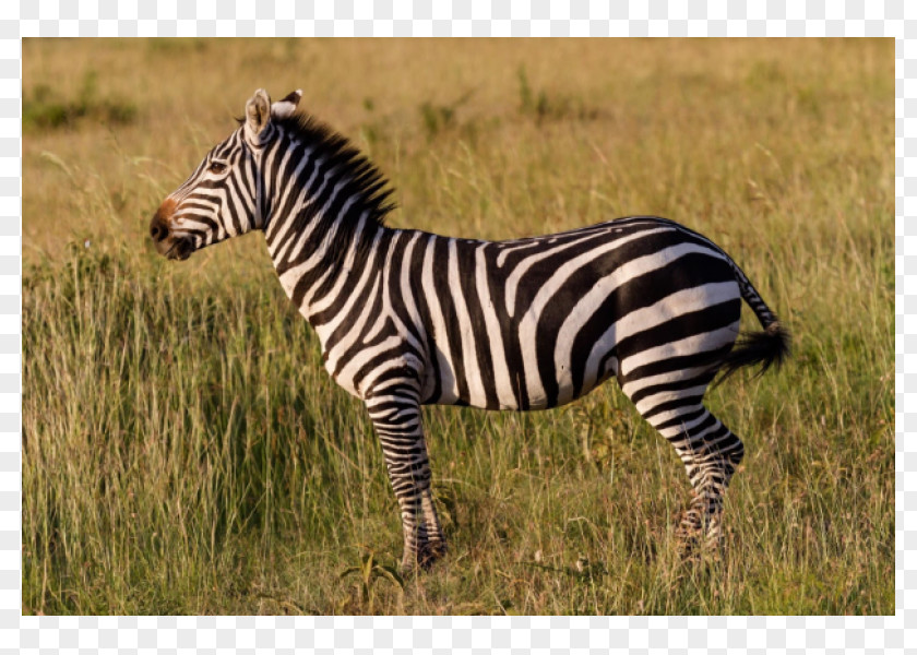Zebra Horse Maasai Mara Animals For Kids, Planet Earth Animal Sounds Child PNG