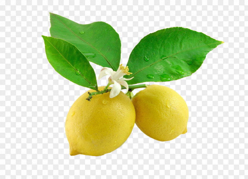 Beauty Lemon Fruit Sour Juice Kaffir Lime Leaf PNG