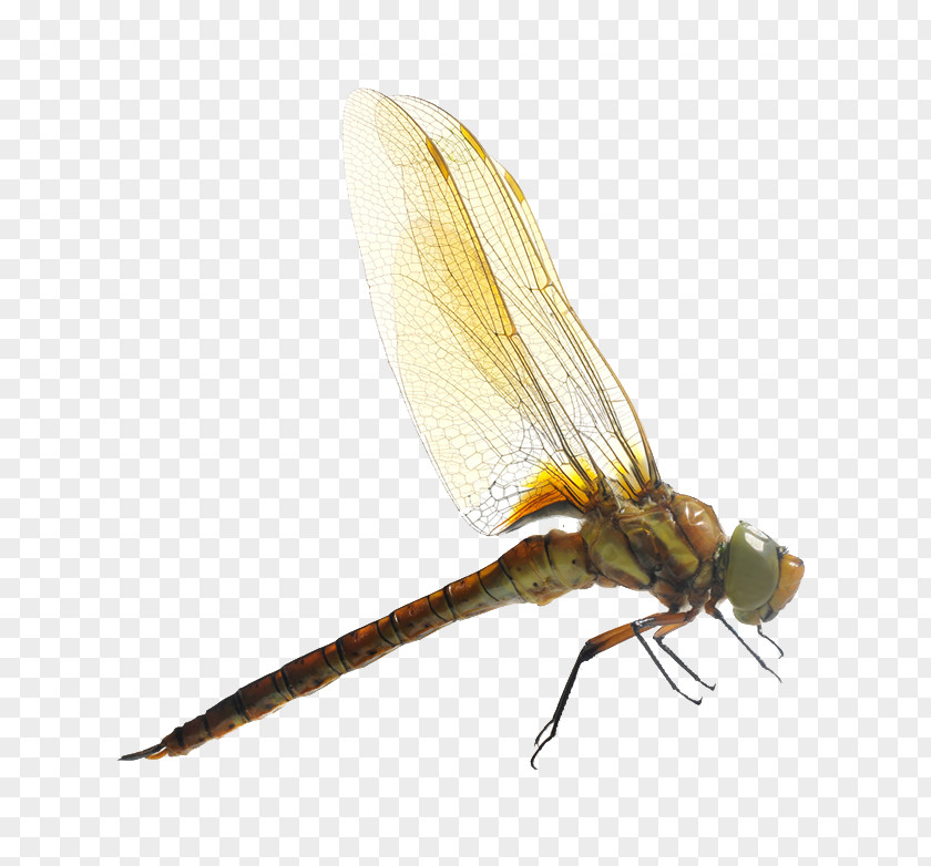 Dragonfly Insect Mosquito Photography PNG