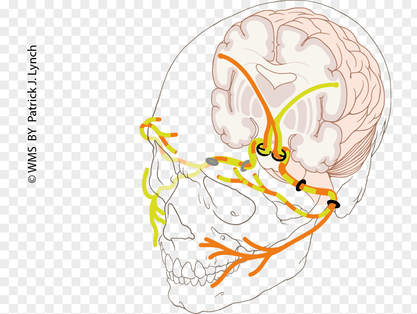 Ear Facial Nerve Paralysis Human Anatomy PNG