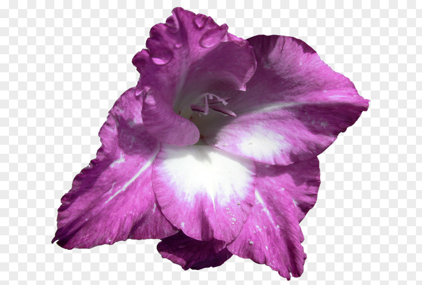 Gladiolus Cut Flowers Iris Family Irises PNG