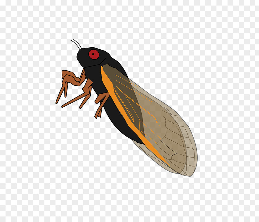 Insect Butterfly True Bugs Cicadoidea Arthropod PNG