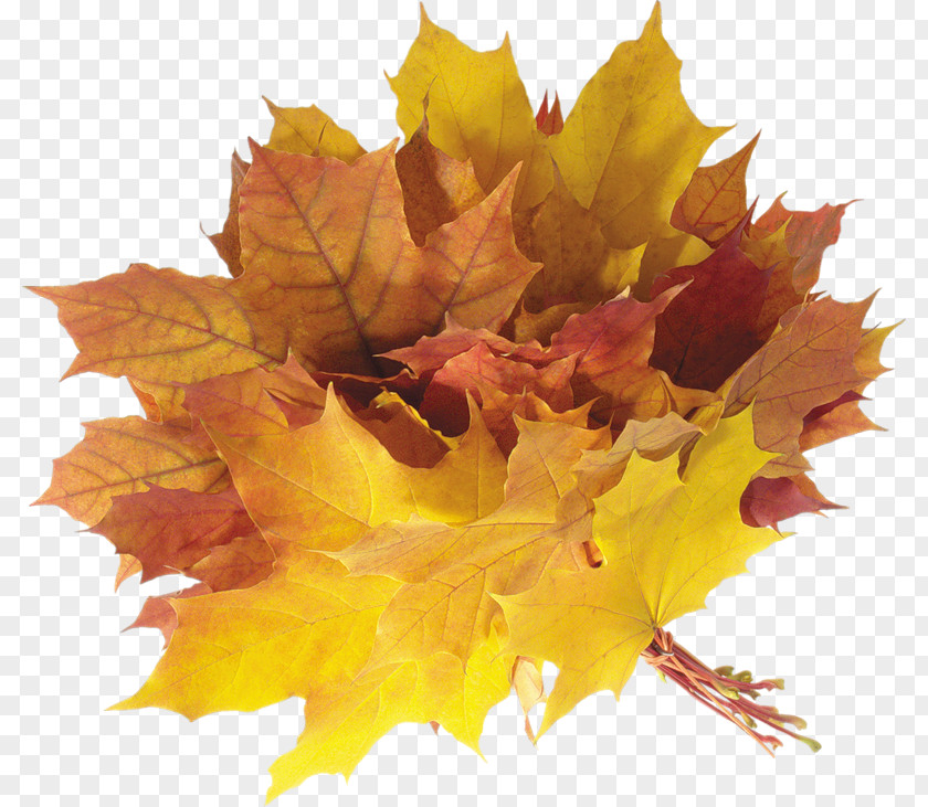 Leaf Maple Autumn Clip Art PNG