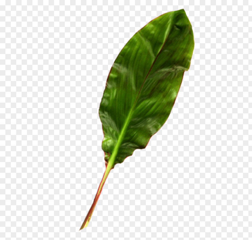 Smartweedbuckwheat Family Food Green Leaf Background PNG