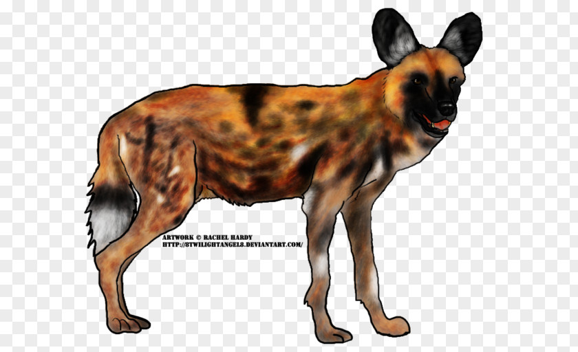 Wild Dog Breed Dhole African South Cheetah PNG