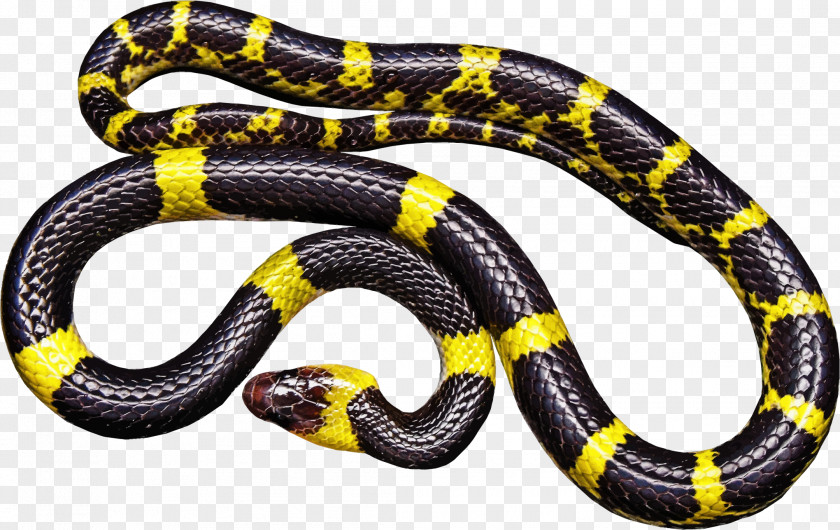 Black Snake Transparent Rat Reptile Venomous Clip Art PNG