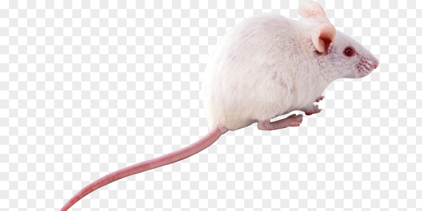 Computer Mouse PNG