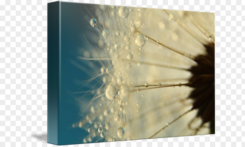 Dandelion Frame Macro Photography Drop Dew PNG
