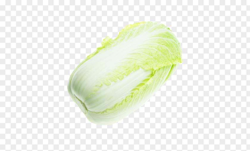 Delicious Healthy Cabbage Leaf Vegetable PNG