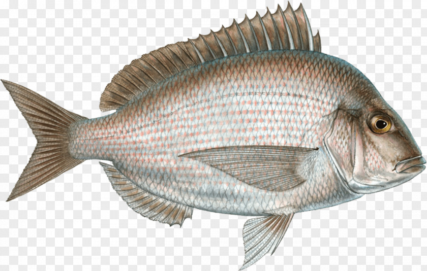 Fish Scup Seafood Watch Porgy Fishing PNG
