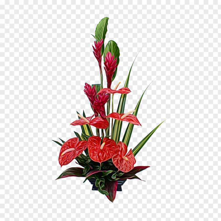 Gladiolus Flowerpot Bird Of Paradise PNG